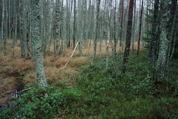 A small brook and a flood plain growing birch trees