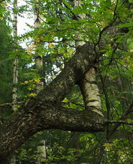 A odd formation of branch of a birch tree, creating a triangle