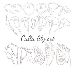 Set of beautiful calla lilly for wedding invitation
