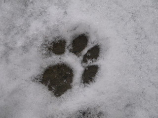 Cat track in the snow. Animal footprint. Paw print. Winter.