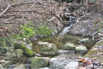 stream in the forest