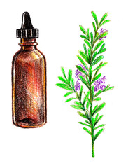 Rosemary essential oil, hand drawn with pencil. Leaves and flowers. Botanical and organic illustration. Medical herbal.