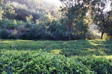 Forest railway in the mountain  and view point with blue sky green leaf and tea garden 