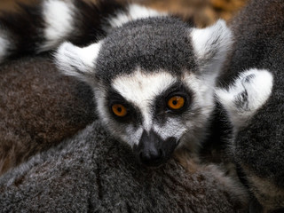 ring tailed lemurs