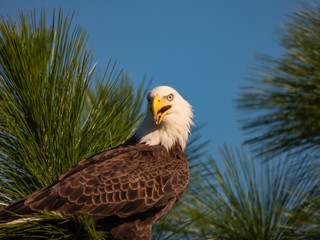 Bald Eagle