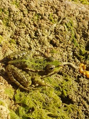 Amphibien grenouille crapaud en bord de riviere animal sauvage etat naturel