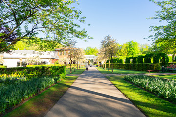 fresh lawn with flowers