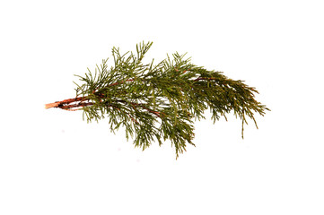 thuja branch isolated on white background