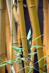 Fototapeta na wymiar bamboo in garden