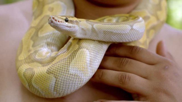 Close up of hand caressing a snake twisted around man's neck. Static