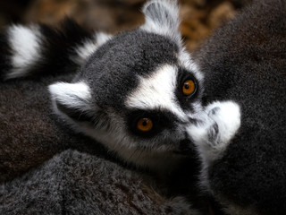ring tailed lemurs