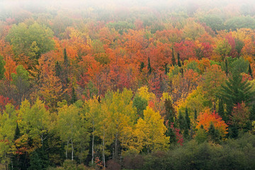 Foggy autumn landscape of woodland in peak color, Ottawa National Forest, Michigan’s Upper Peninsula, USA