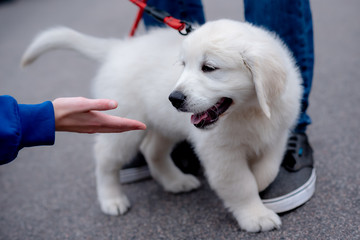 sweet white labrador dog/puppy out on a walk meeting people