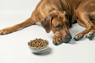 Dog and a bowl of dry kibble food over white background. Feeding dog.