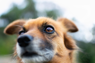  Close up portrait of a dog