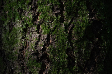 Dark tree  bark in forest