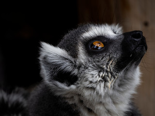 ring tailed lemur face