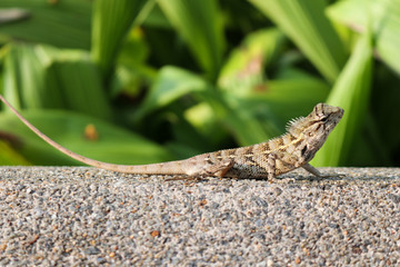 Lizard on stone under the sun with nature green background. 