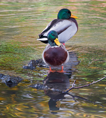 Stockente am Karlesgraben