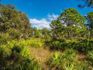Fototapeta na wymiar Lemon Bay Park in Englewood Florida, United States