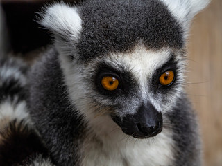 ring tailed lemur face
