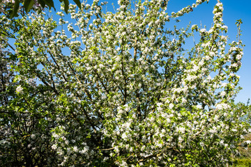 apple orchard in bloom in spring under the sun and blue sky