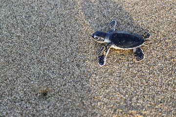 Turtle baby at Sukamade Turtle Beach in East Java, Indonesia. Wildlife Conservation. 