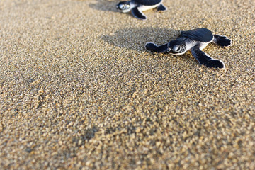 Turtle baby at Sukamade Turtle Beach in East Java, Indonesia. Wildlife Conservation. 