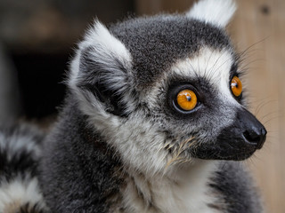 ring tailed lemurs