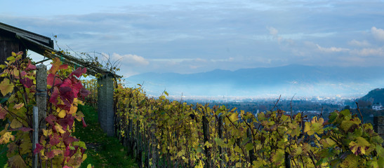 Buechberg - Thal - Schweiz - Weinberg