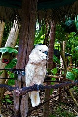 white cockatoo