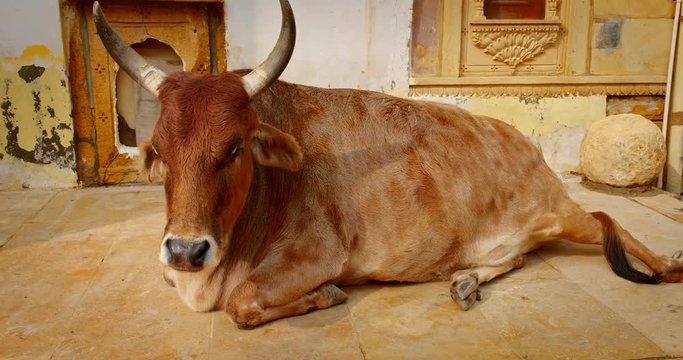 Holy animal carefree Indian cow lying resting on the street of Jaisalmer. Rajasthan, India