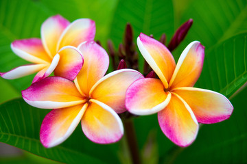 Plumeria flower.Pink yellow and white frangipani tropical flora, plumeria blossom blooming on tree.  © Natnawin
