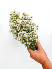 Hand holding white cutter flower bouquet on white background. Love concept. Top view.