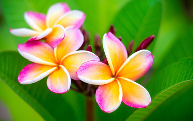 Plumeria flower.Pink yellow and white frangipani tropical flora, plumeria blossom blooming on tree.	