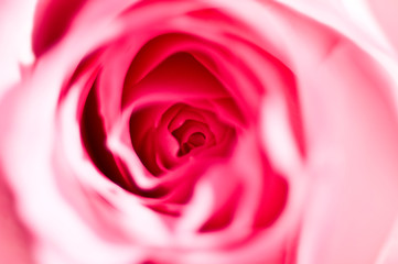 Fototapeta na wymiar Soft Pink flower