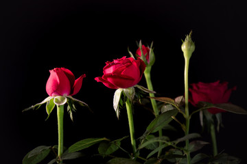Fototapeta na wymiar bouquet of beautiful rose close-up on a black background