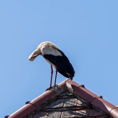 ein Storch steht auf einem Dach