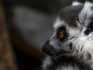 ring tailed lemurs