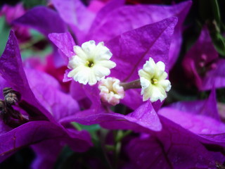 Purple bougainvillea. the flowers is wonderful as a background. Floral macro