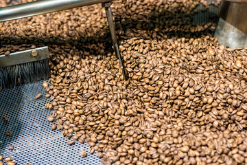 Fresh roasted coffee arabica beans have been cooled down in the roaster cooling bin/tray after completed roasting process.