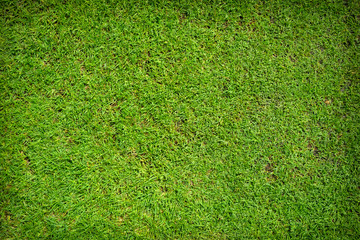 Fototapeta premium Green grass texture background top view.