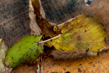 Alter Rhein -  Rohr - Lustenau