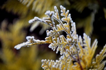  needles and branches of yellow thuja, coniferous  with hoarfrost, frosty morning. Floral background. Floral texture. 
