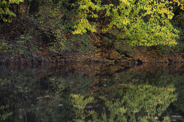 Alter Rhein -  Rohr - Lustenau
