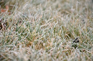  green grass  with hoarfrost, frosty morning. Floral background. Floral texture. copy Space 