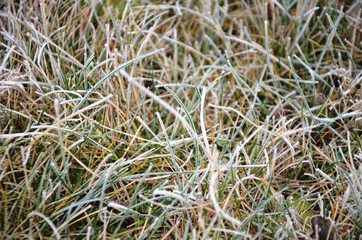  green grass  with hoarfrost, frosty morning. Floral background. Floral texture. copy Space 