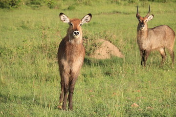 Beautiful waterbucks looking in Masai Mara National Park (Kenya) (02)