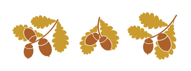 Oak leaf and acorns. Isolated oak on white background