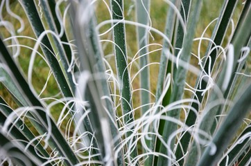 green yucca leaves with hoarfrost, frosty morning. Floral background. Floral texture. 